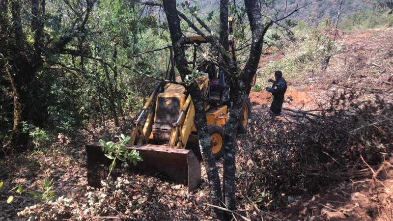 Fiebre del aguacate amenaza reserva de la Monarca en Michoacán - Foto 0 