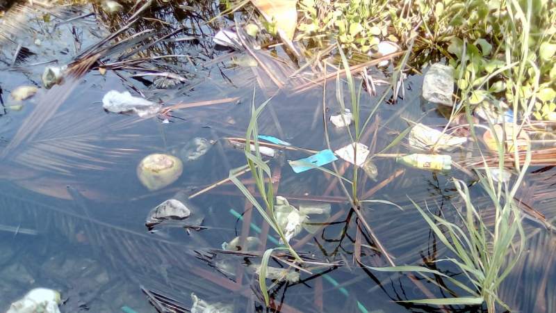 En aguas contaminadas por paseantes, cocodrilos de Playa Azul, Michoacán.  - Foto 0 