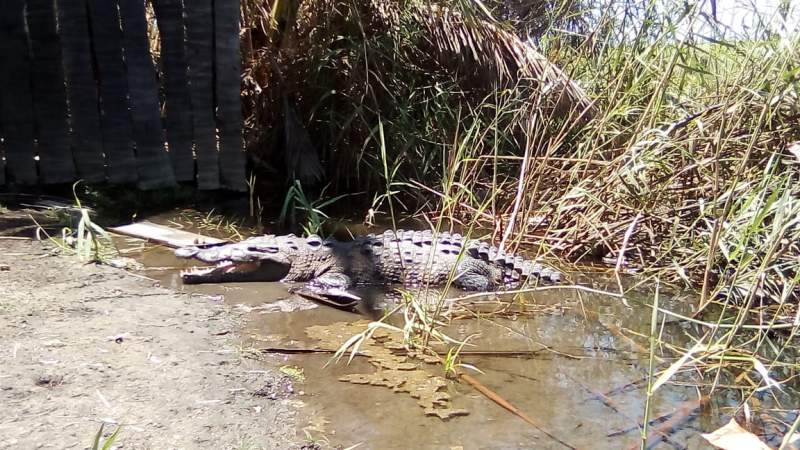En aguas contaminadas por paseantes, cocodrilos de Playa Azul, Michoacán.  - Foto 3 