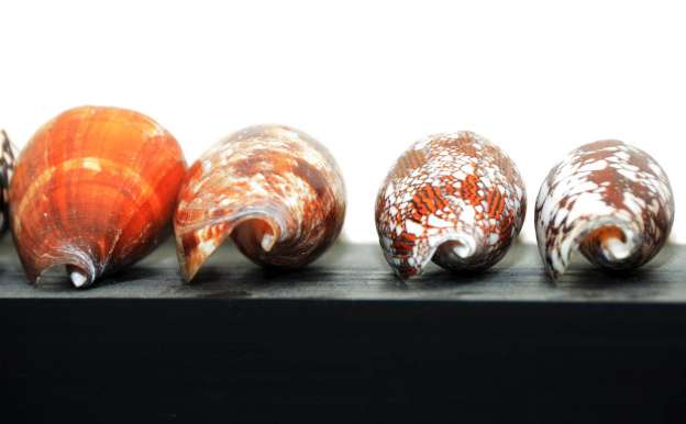 Analizan veneno de caracol marino para curar enfermedades cancerígenas - Foto 0 