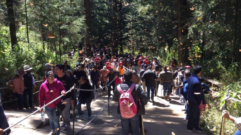 Más de 433 mil personas visitaron el País de la Monarca - Foto 0 