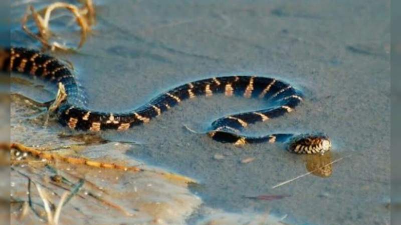 Serpientes marinas atacan turistas en Nayarit 