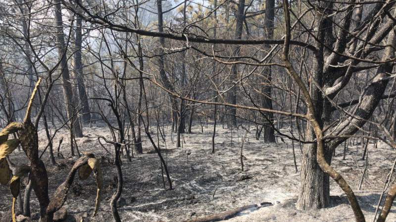 Hasta nueve años de cárcel a quien provoque incendios forestales: Semaccdet - Foto 2 