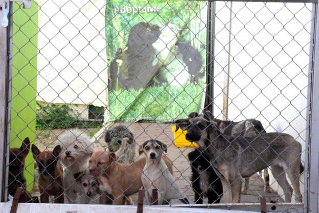 Buen trato a las mascotas y vacunación a tiempo es una responsabilidad de todos los morelianos, recuerda el Ayuntamiento 