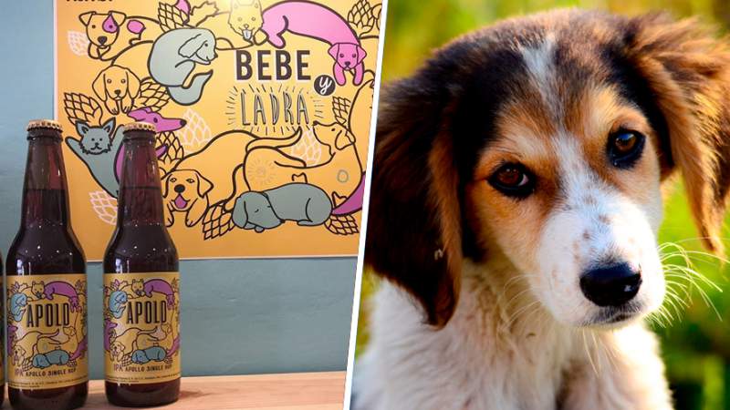 "Apolo" la cerveza mexicana que ayuda a rescatar perros de la calle 
