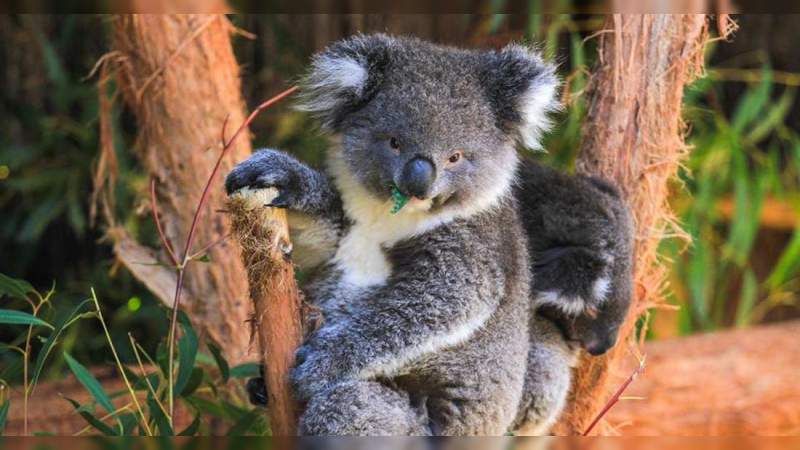 Anuncian que los koalas se encuentran "funcionalmente extintos" 