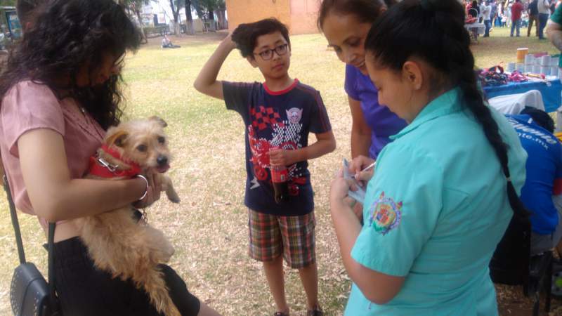 Aplica Ijumich vacunas antirrábicas gratuitas a mascotas, en Festival de Adopción   - Foto 0 