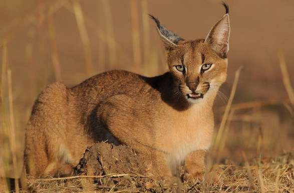 Reporta Zoológico de Morelia primer nacimiento de Caracal en su historia‏  - Foto 0 
