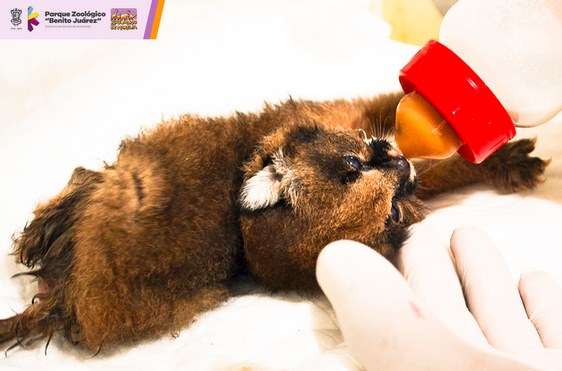Reporta Zoológico de Morelia primer nacimiento de Caracal en su historia‏  - Foto 1 