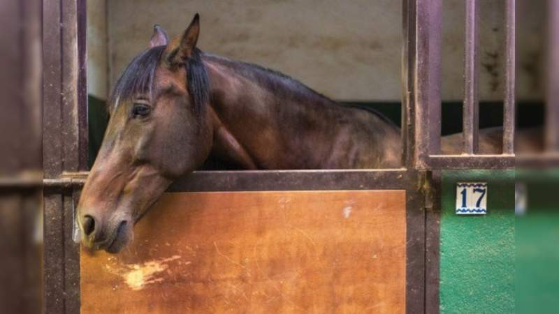 En un hecho inédito, autoridades de Navojoa detienen a un caballo 