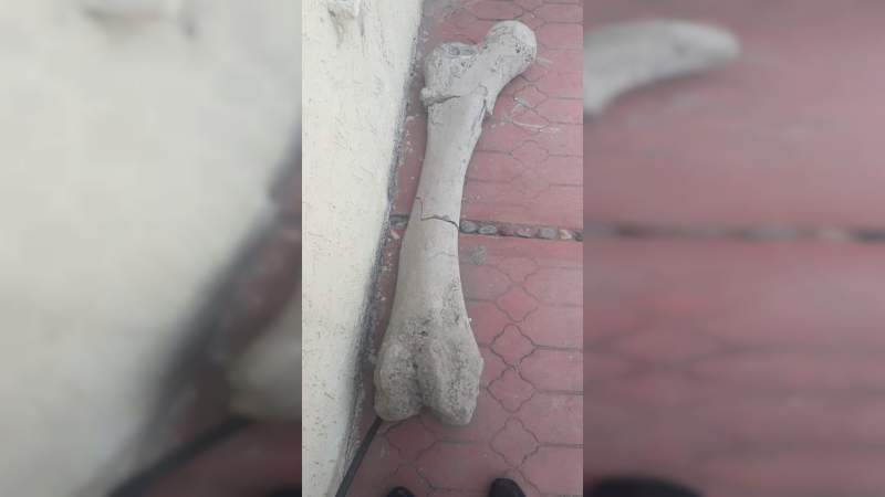 Descubren posible fósil de mamut en Buenavista Tomatlán - Foto 1 