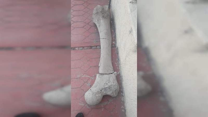 Descubren posible fósil de mamut en Buenavista Tomatlán - Foto 2 