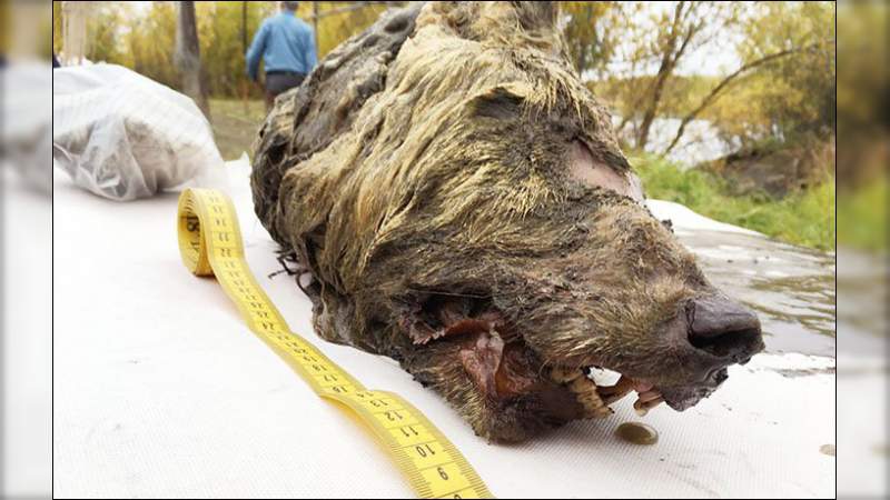 Descubren cabeza de lobo gigante en Rusia - Foto 1 