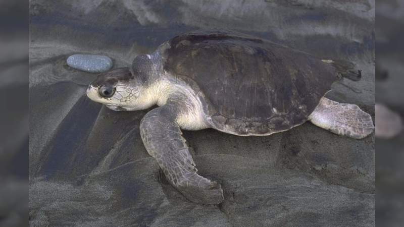 Se prepara la Costa michoacana para el arribo de tortugas marinas: Sectur - Foto 0 