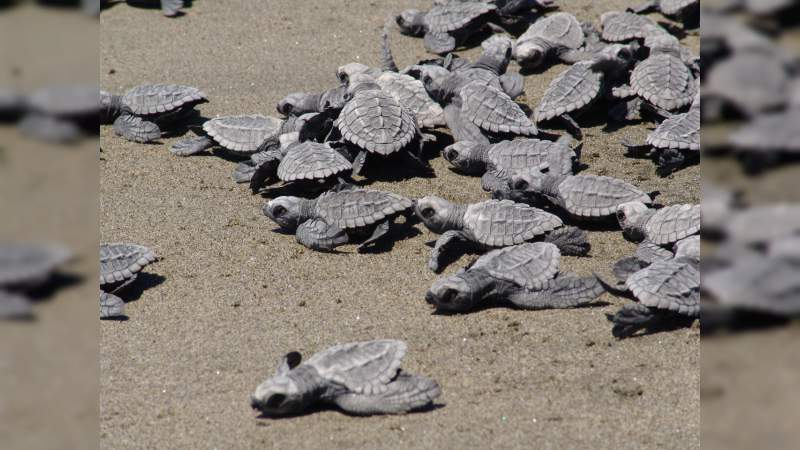 Se prepara la Costa michoacana para el arribo de tortugas marinas: Sectur - Foto 2 