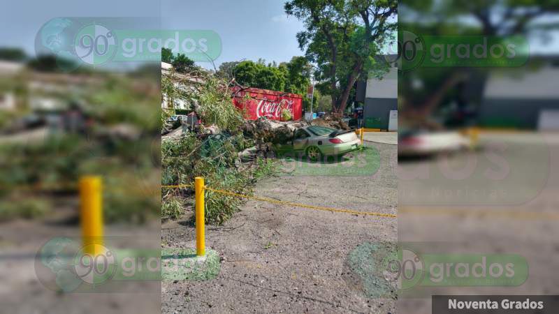 Árbol aplasta vehículo en Morelia, Michoacán - Foto 0 