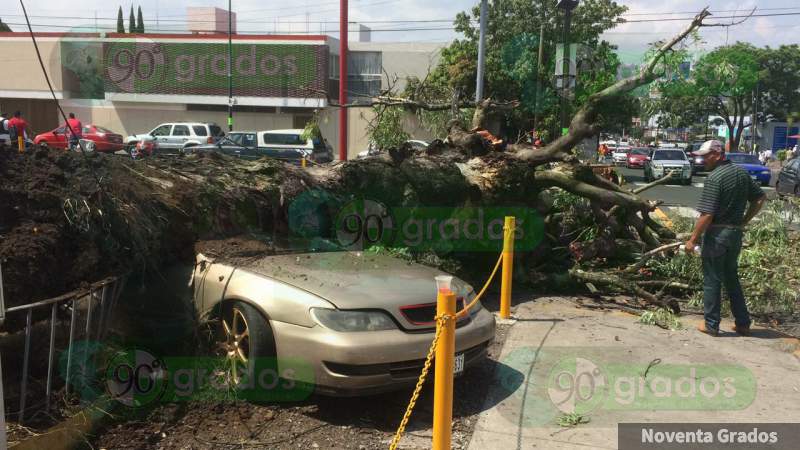 Árbol cae sobre un vehículo en la avenida Ventura Puente de Morelia - Foto 2 