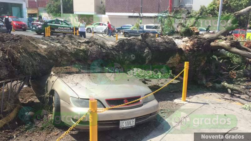 Árbol cae sobre un vehículo en la avenida Ventura Puente de Morelia - Foto 3 