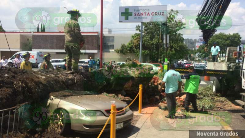 Árbol cae sobre un vehículo en la avenida Ventura Puente de Morelia - Foto 4 