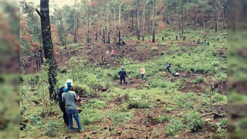 Reforestan más de 15 mil árboles en el Cerro del Tecolote - Foto 1 