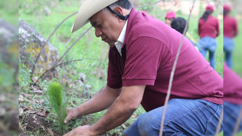 Freno a degradación forestal de Michoacán, pide Fermín Bernabé  - Foto 2 