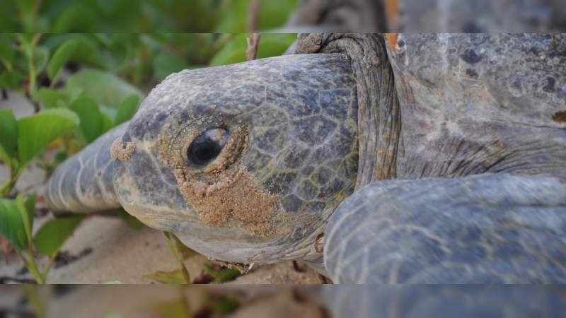 La UMSNH es sede de la 2a Reunión Internacional sobre Tortugas Marinas del Pacifico Oriental Tropical 