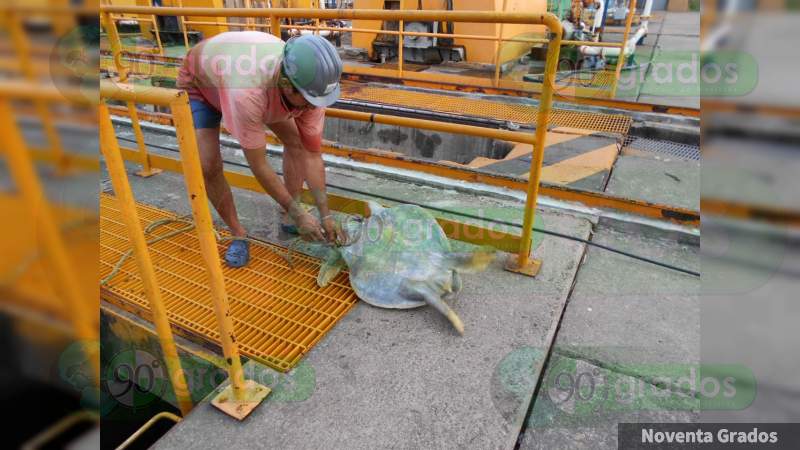 Habitantes de Petacalco, Guerrero, denuncian abusos contra las tortugas de la zona - Foto 2 
