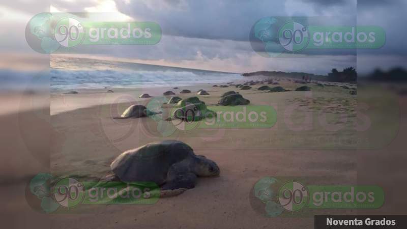 Miles de tortugas llegan para desovar a Ixtapilla - Foto 1 