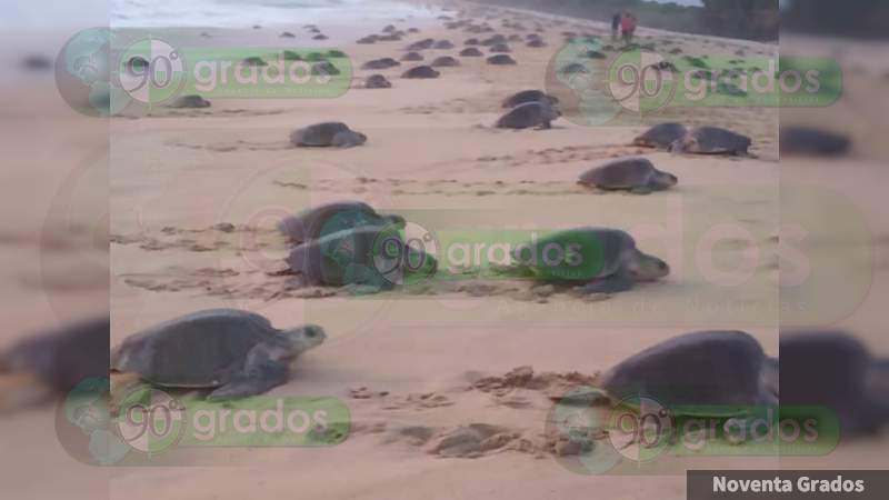 Miles de tortugas llegan para desovar a Ixtapilla - Foto 2 