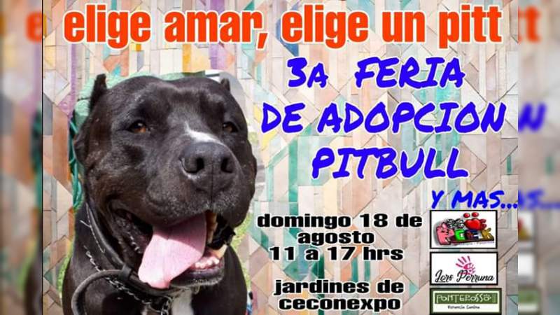 Amor de verano….Adopta un Pitbull 