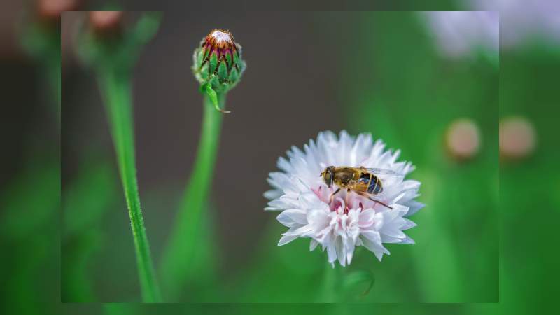 Michoacán, hogar de 11 especies distintas de abejas. - Foto 1 