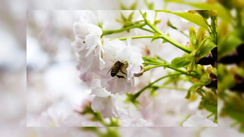 Michoacán, hogar de 11 especies distintas de abejas. - Foto 2 