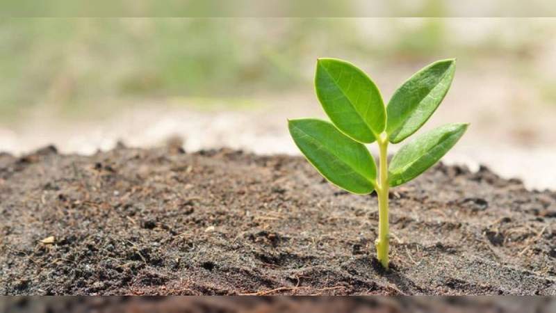Abierta la convocatoria 2019 para la Maestría en Ecología Integrativa de la UMSNH 
