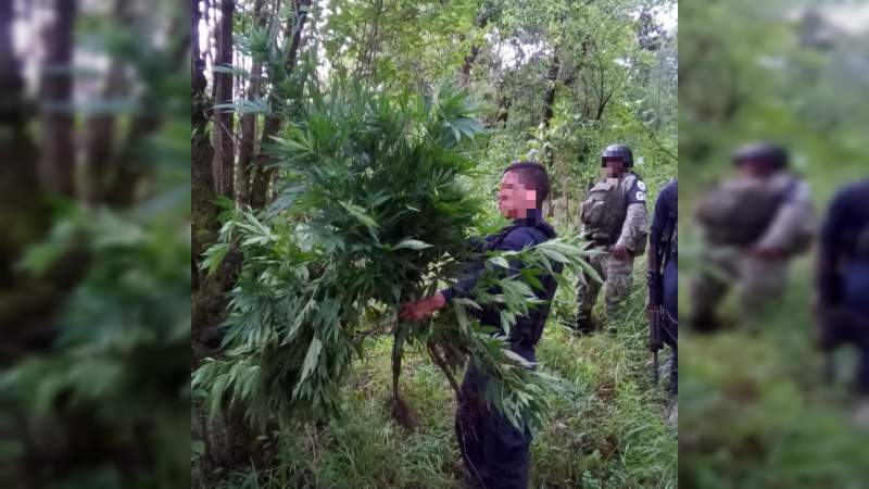 Localizan y destruyen plantas de marihuana en cerro de Paracho, Michoacán 