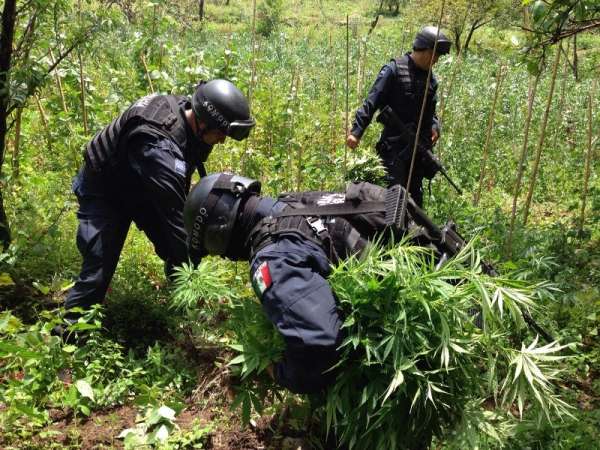 Localizan y destruyen plantíos de marihuana y amapola en Michoacán y Guerrero 