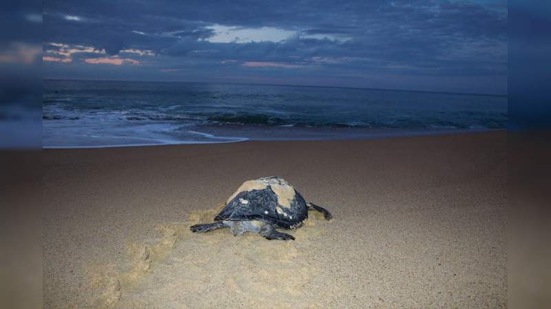 Llama Semaccdet a erradicar depredación de tortugas marinas. 