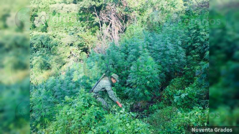 Destruye XXI Zona Militar 20 plantíos de mariguana en Tzitzio, Michoacán - Foto 0 