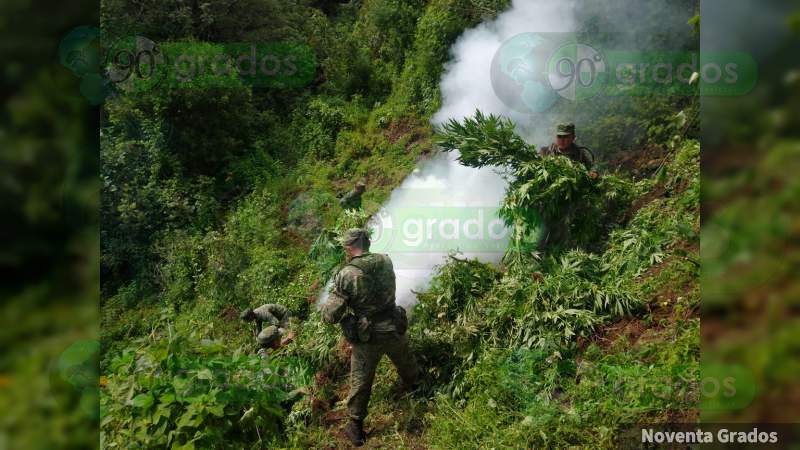 Destruye XXI Zona Militar 20 plantíos de mariguana en Tzitzio, Michoacán - Foto 1 