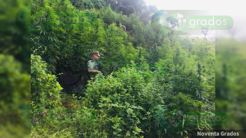 Destruye XXI Zona Militar 20 plantíos de mariguana en Tzitzio, Michoacán - Foto 2 