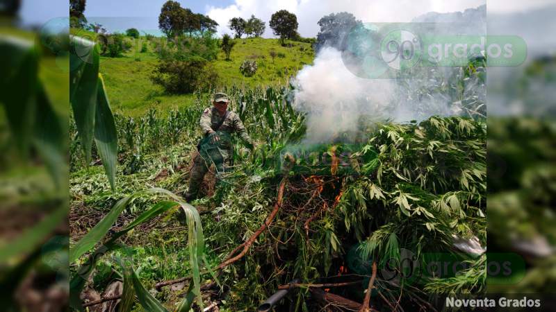 Destruye XXI Zona Militar 20 plantíos de mariguana en Tzitzio, Michoacán - Foto 3 