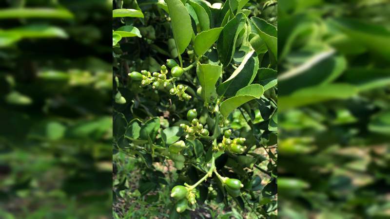 Promueve Michoacán preservación del medio ambiente mediante la regularización de cultivos y la certificación en sustentabilidad 