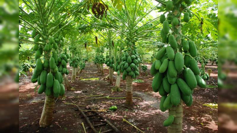 A partir de octubre se iniciará con la siembra de huertas de papaya en Michoacán 