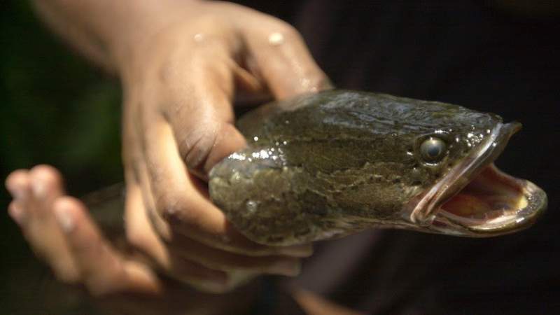 En Estados Unidos buscan exterminar al peligroso pez cabeza de serpiente 