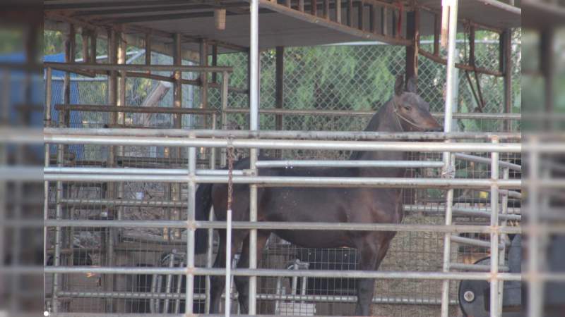 Norco, la cuidad del caballo; el rumbo de la belleza impar  - Foto 0 