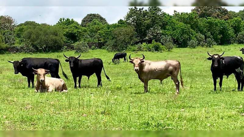 Reyes Marlboro manda veinte toros con su fierro para Huracanes de Charo y Espuelas Guerreras 
