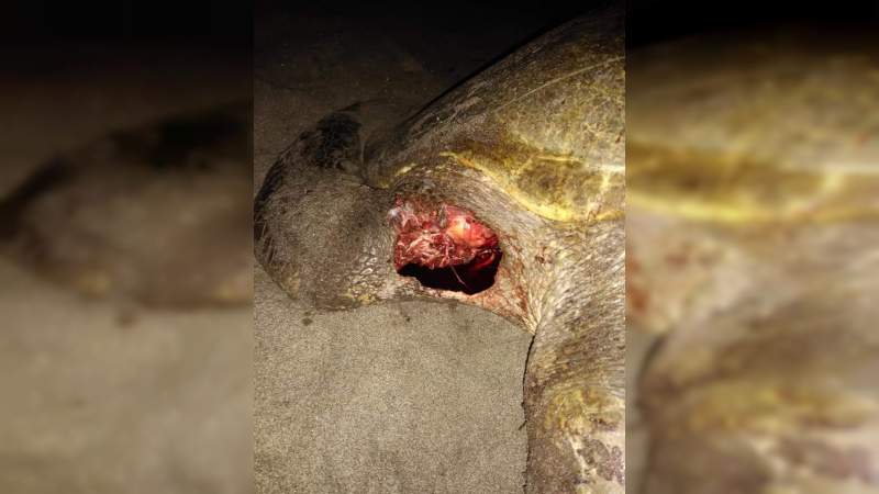Más de 60 tortugas golfinas llegan a playa de Lázaro Cárdenas,Michoacán - Foto 2 