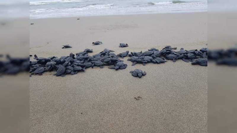 Todo listo para la Expo Tortuga Marina 2019 - Foto 0 