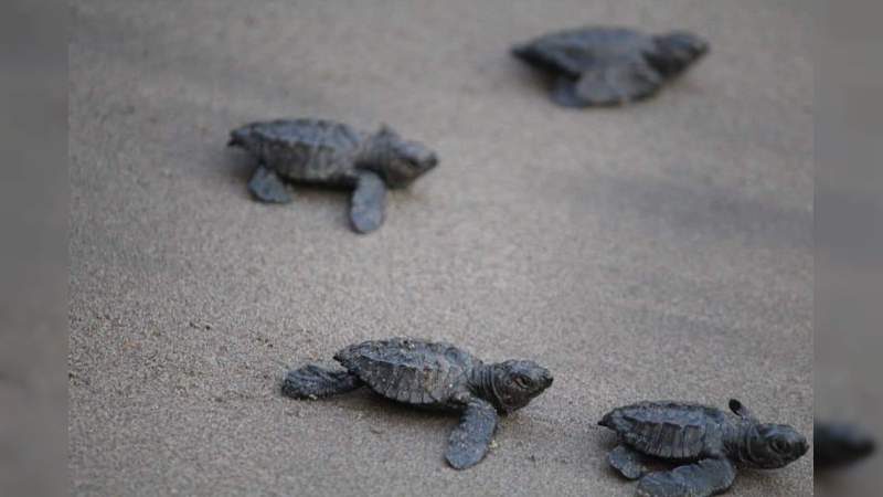 Celebra Michoacán la 25 Expo Tortuga Marina, en Playa Azul - Foto 2 