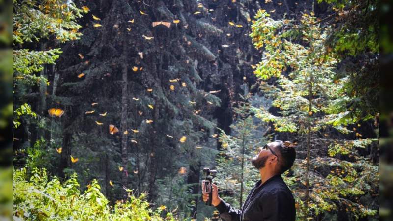 La mariposa monarca ya llegó a los santuarios de Michoacán 