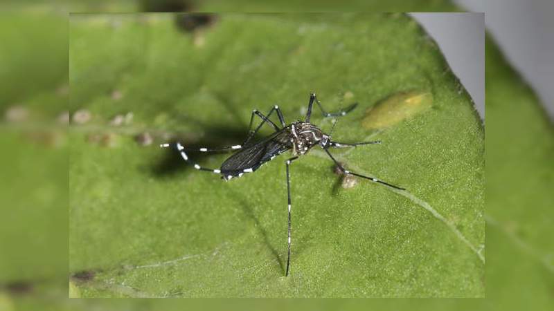 En 2019 van 227 mil casos y 604 defunciones por dengue en México 